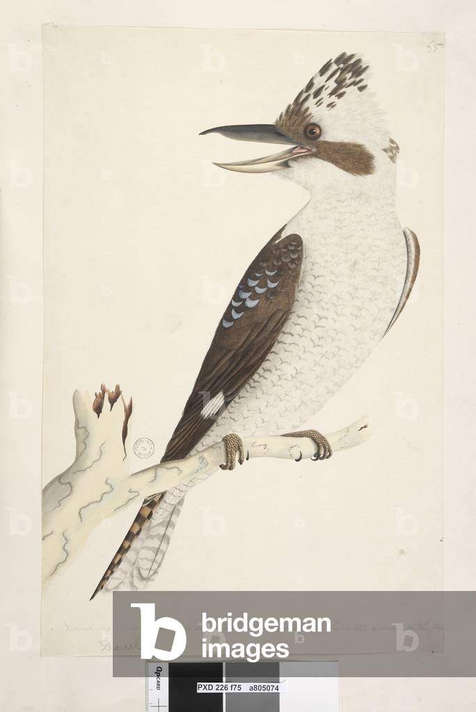 Page 75. Dacelo. along lower edge in different hand Natural size. The outer & middle toe are connected to the second joint, the middle and inner to the first. Laughing Jackass Dacelo gigas, 1791-92 (w/c)