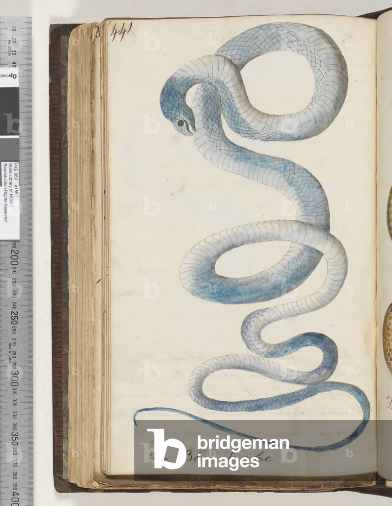 Page 441.The Blue Snake, 1810-17 (w/c & manuscript text)