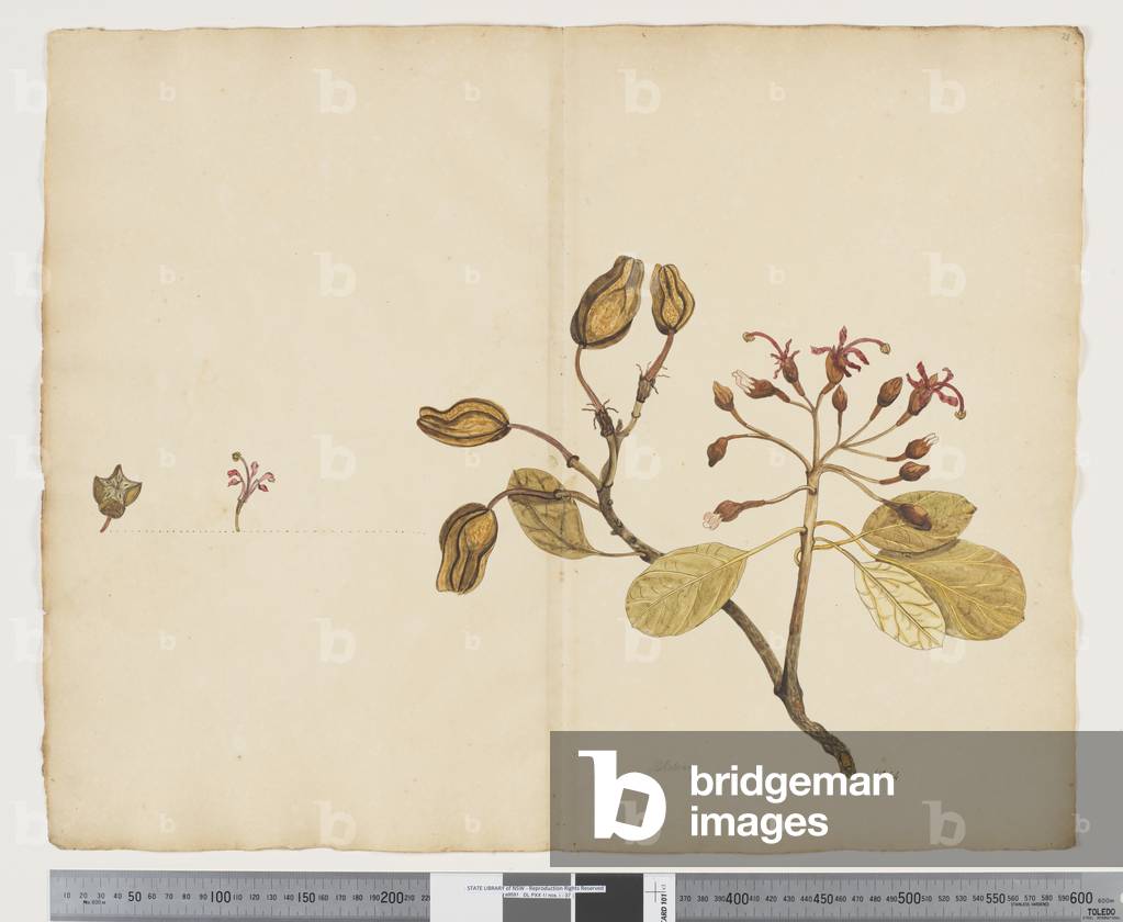 F.28 Ungeria floribunda, c.1790-95 (w/c & ink on paper)