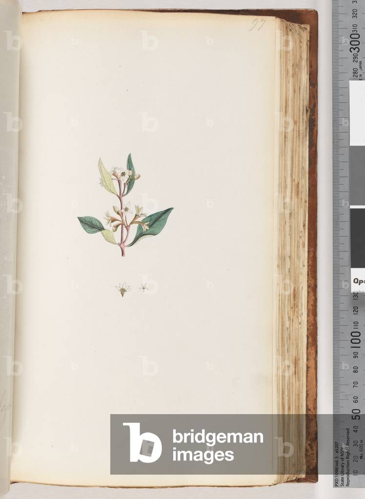 Page 97.  Unidentified plant (w/c)