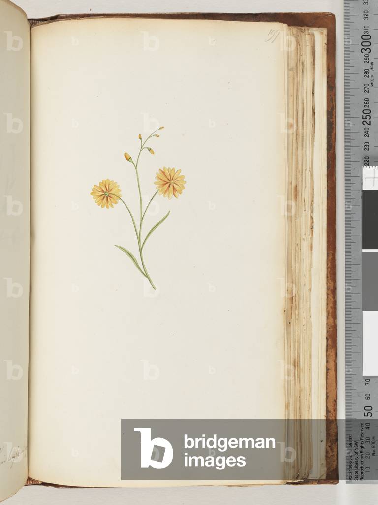 Page 197. Unidentified plant (w/c)