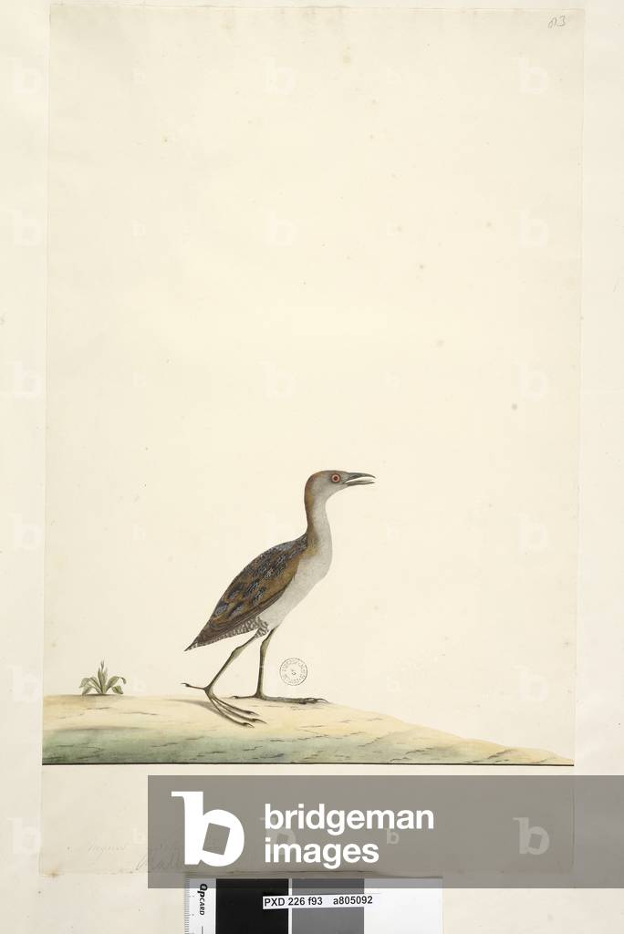 Page 93. Rallus. above title in different hand August. Natural size Marsh Crake Porzana pusilla, 1791-92 (w/c)