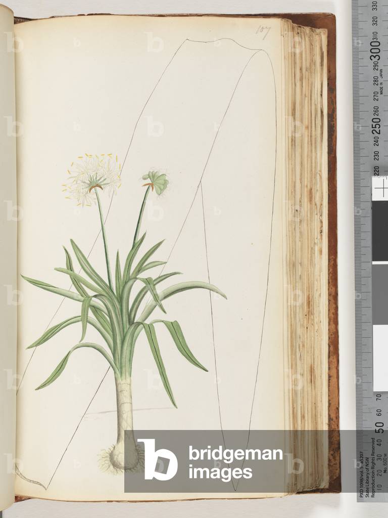 Page 107. No inscription. Unidentified plant (w/c)