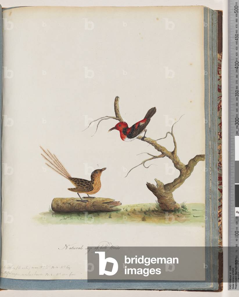 Page 66. 1. Scarlet Honeyeater. Certhia/Honeyeater/orientale. 2. Unidentified bird. Muscicapa malachura (w/c on paper)
