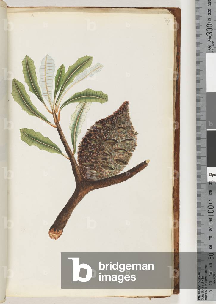 Page 27. Native name Wye gal le ang (w/c)