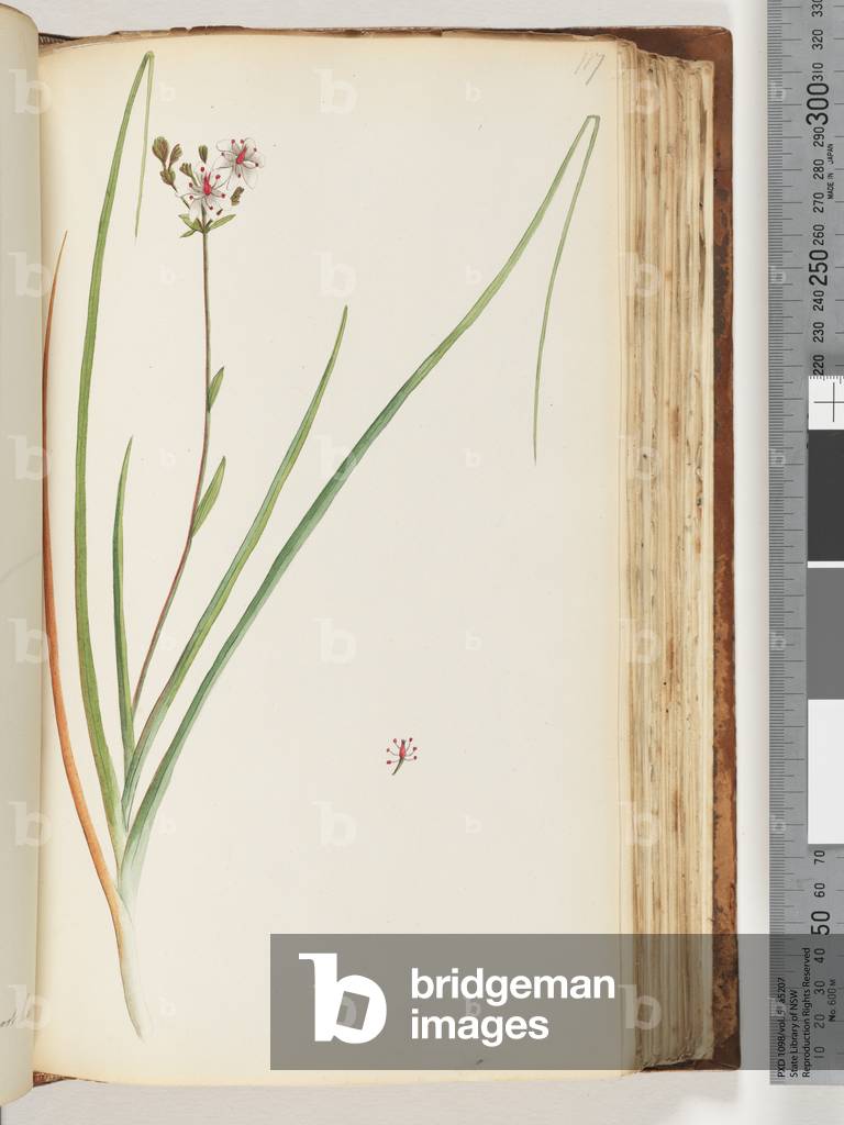 Page 117. Unidentified plant (w/c)