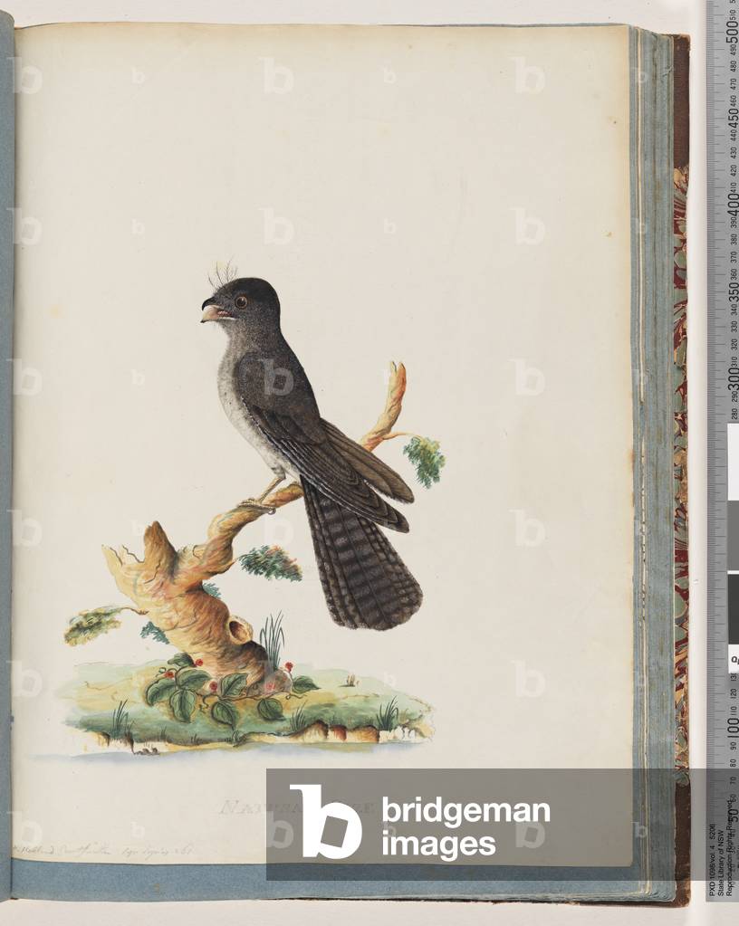 Page 75. Unidentified bird. N. Holland Goatsucker (w/c on paper)