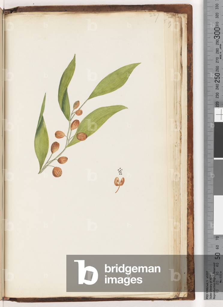 Page 227. Unidentified plant (w/c)