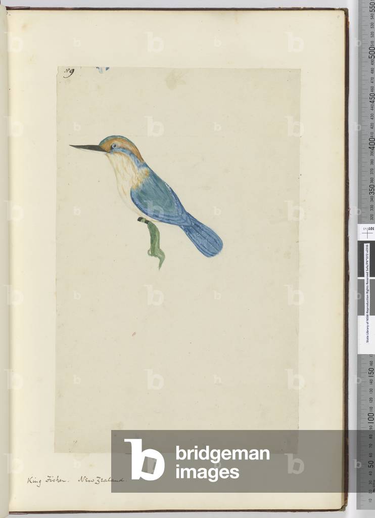 F.9 King fisher. New Zealand, 1772-75 (w/c)
