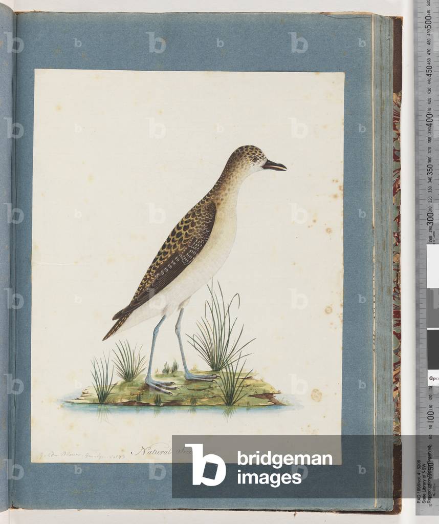 Page 82. Golden Plover (w/c on paper)