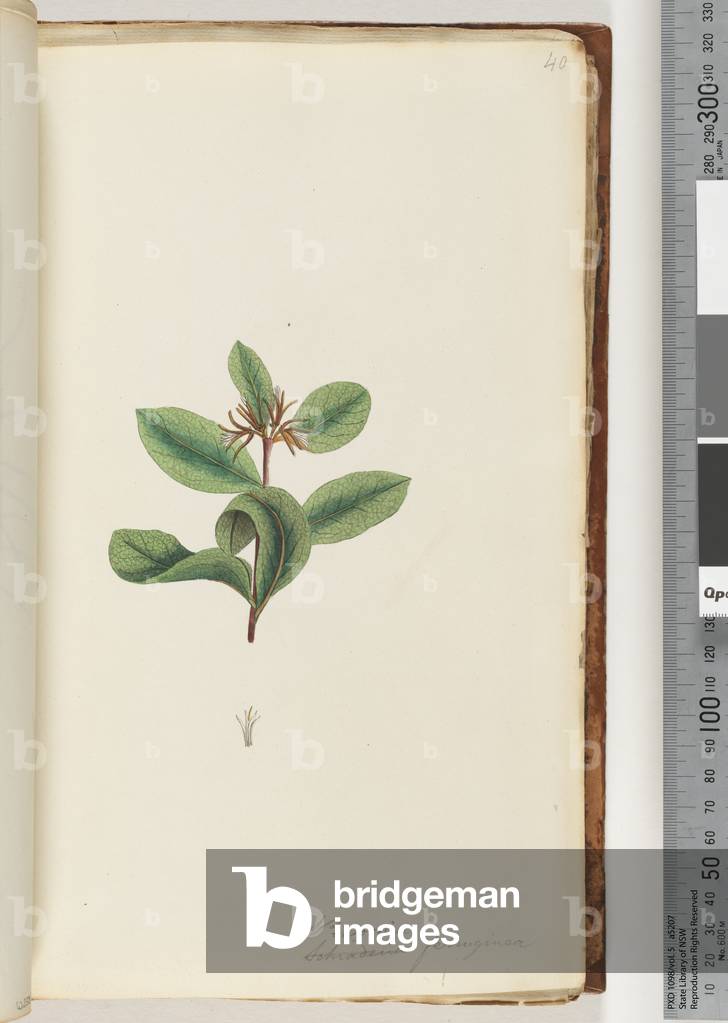 Page 40. Persoonia / Schraderia ferruginea (w/c)
