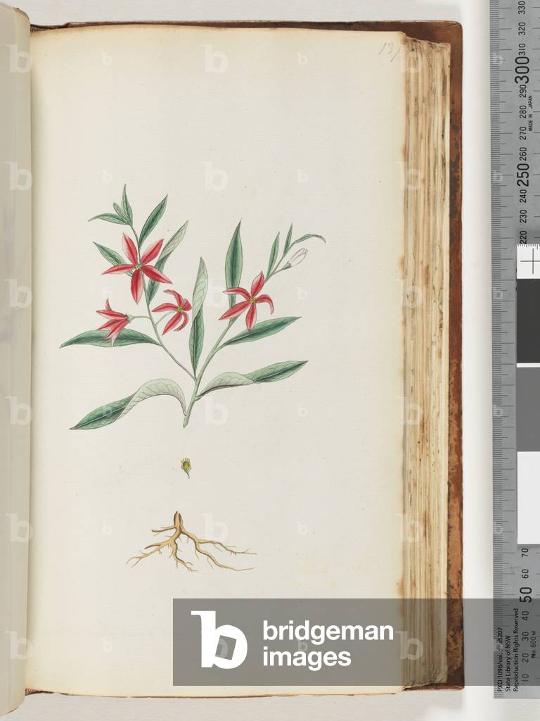 Page 137. Unidentified plant (w/c)
