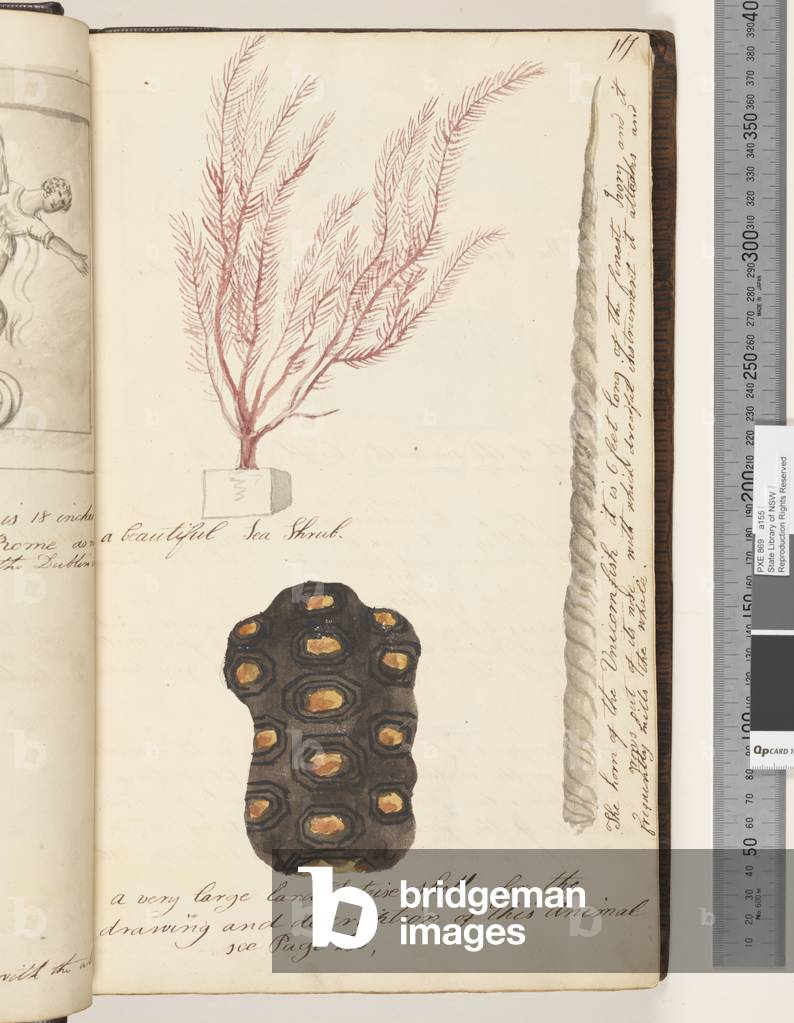 Page 17. A beautiful Sea Shrub; a  very large Tortoise shell; the horn of the Unicornfish, 1810-17 (w/c & manuscript text)