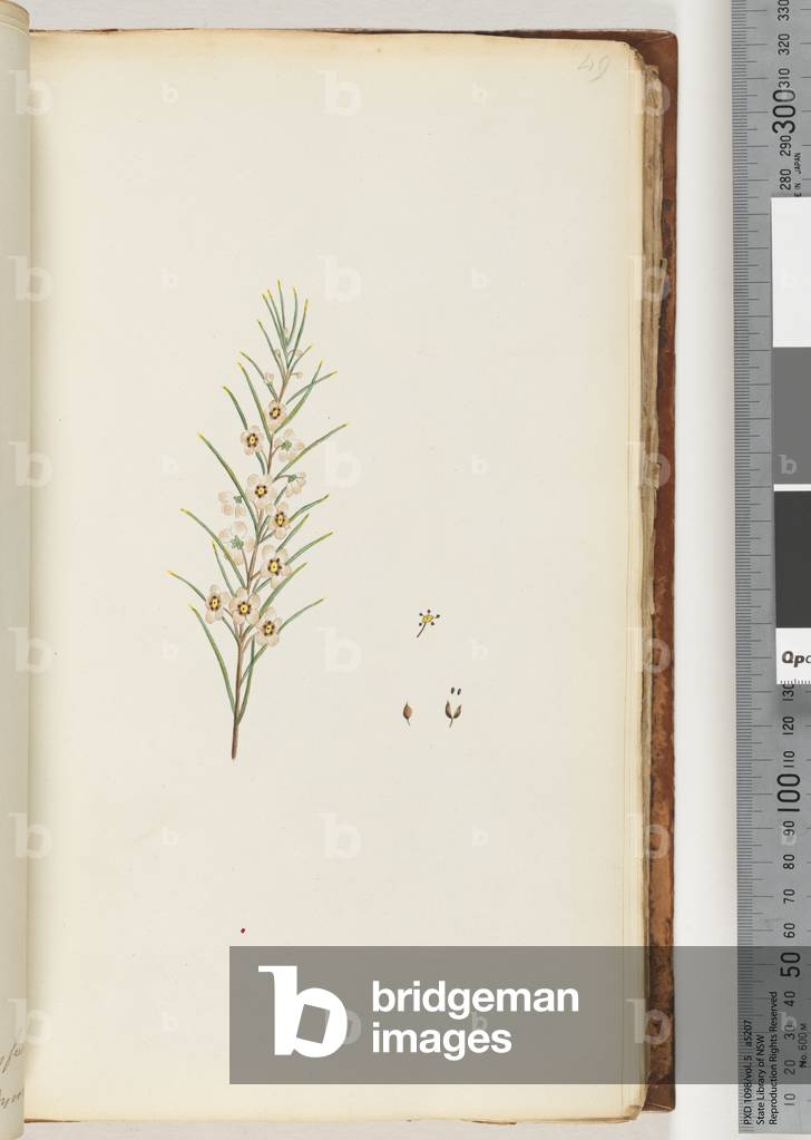 Page 49. Unidentified plant (w/c)