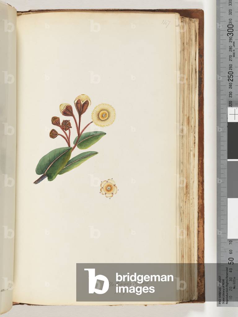 Page 147. Metrosideros hispida (w/c)