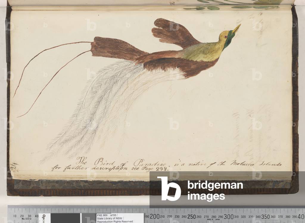 Page 24. The Bird of Paradise is a native of the Molucca Islands, 1810-17 (w/c & manuscript text)