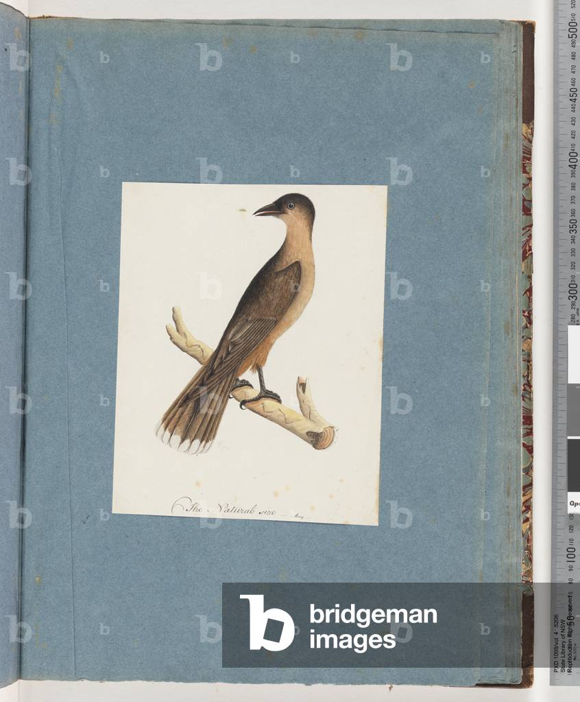 Page 110. Unidentified Bird (w/c on paper)