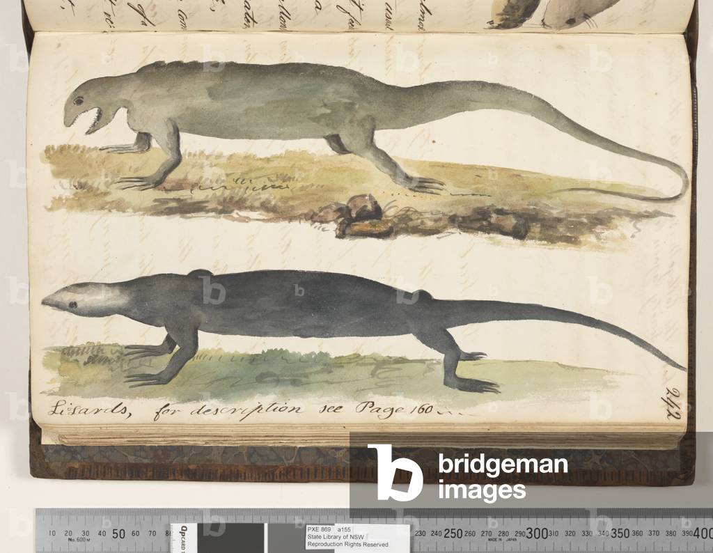 Page 242. Lizards 2 drawings, 1810-17 (w/c & manuscript text)