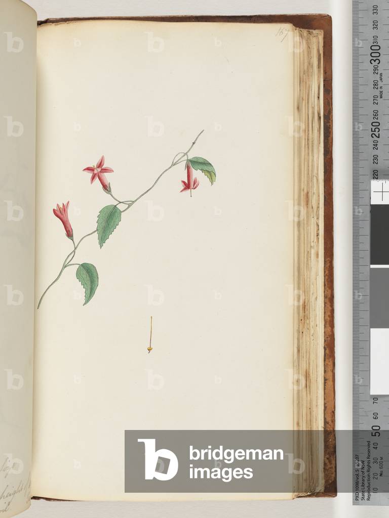 Page 167. Unidentified plant (w/c)