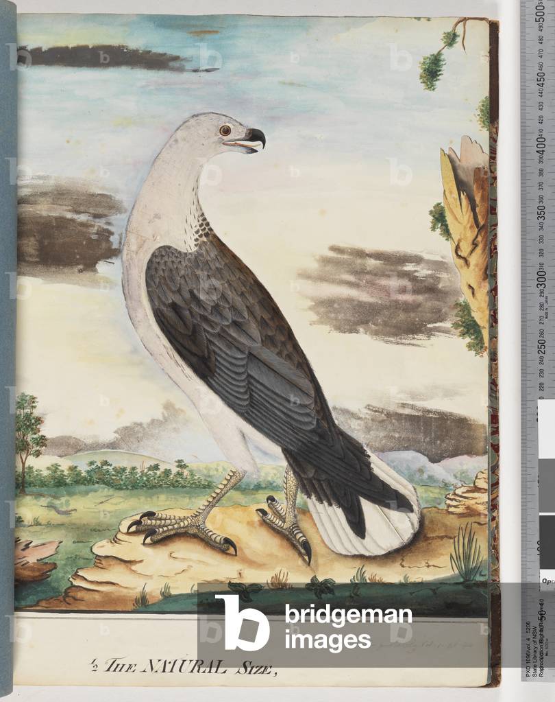 Page 34. White-breasted Sea Eagle Allied to the Axillary Falcon (Watling 102/8) (w/c on paper)