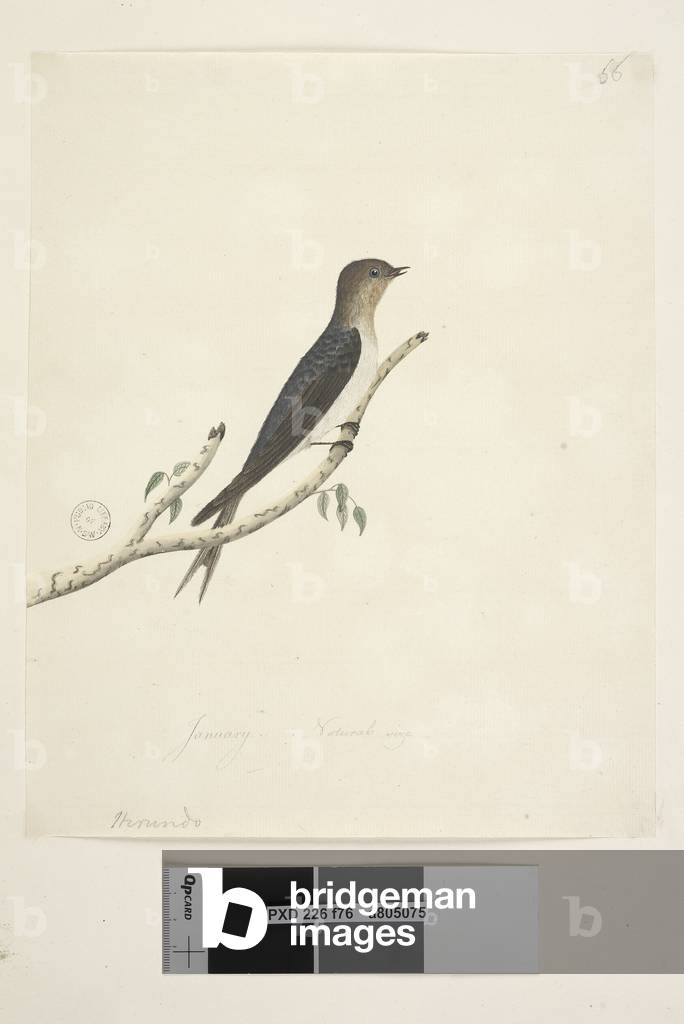 Page 76. Hirundo. at lower centre in different hand January Natural size Welcome Swallow Hirundo neoxena, 1791-92 (w/c)