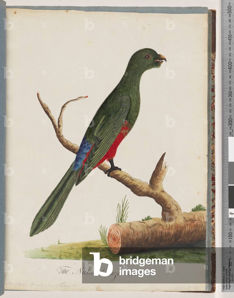 Page 43. King Parrot (female). Scarlet & Green (Watling 136/51) (w/c on paper)