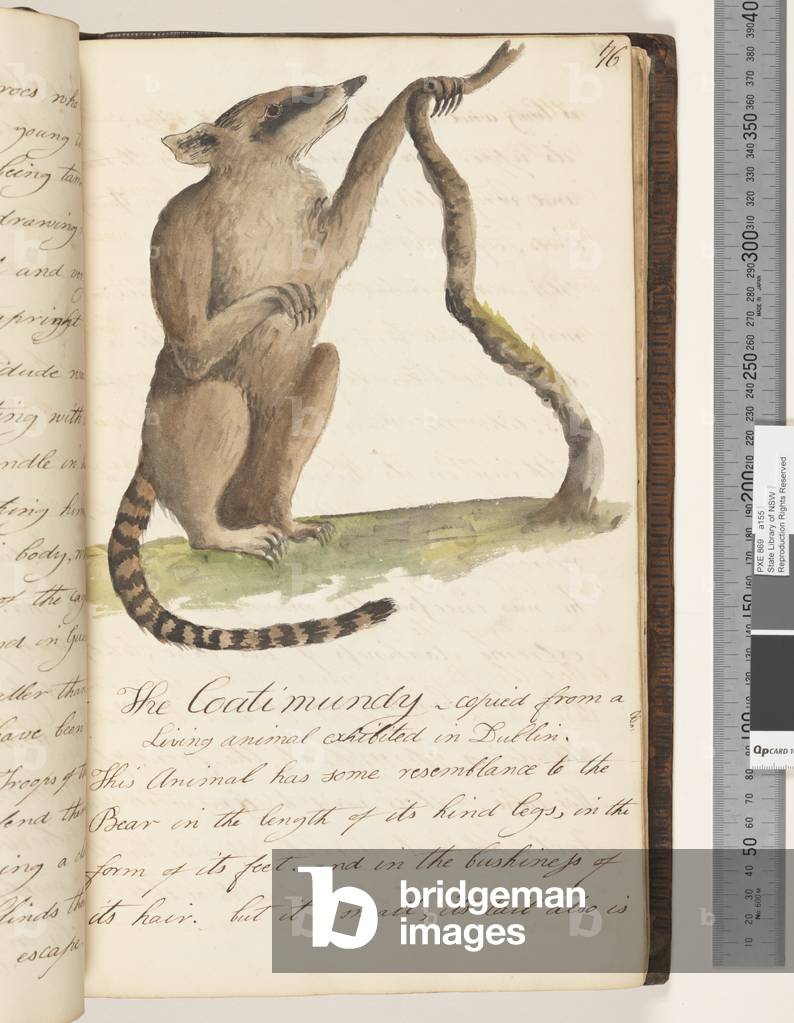 Page 76. The Coatimundy, 1810-17 (w/c & manuscript text)