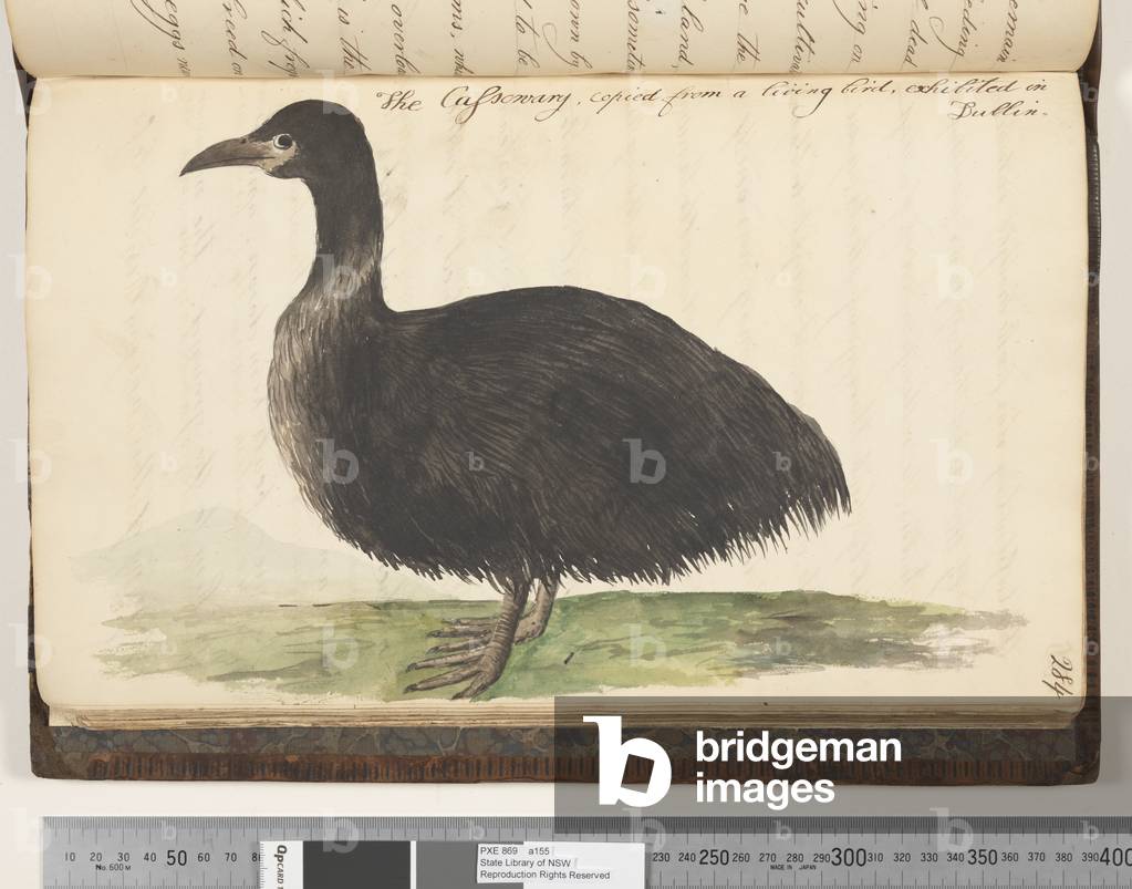 Page 284. The Cassowary, copied from a living bird, exhibited in Dublin, 1810-17 (w/c & manuscript text)