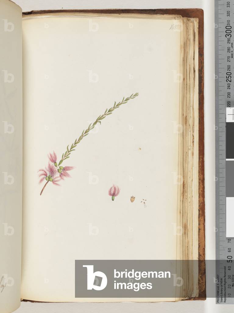Page 188. Unidentified plant (w/c)