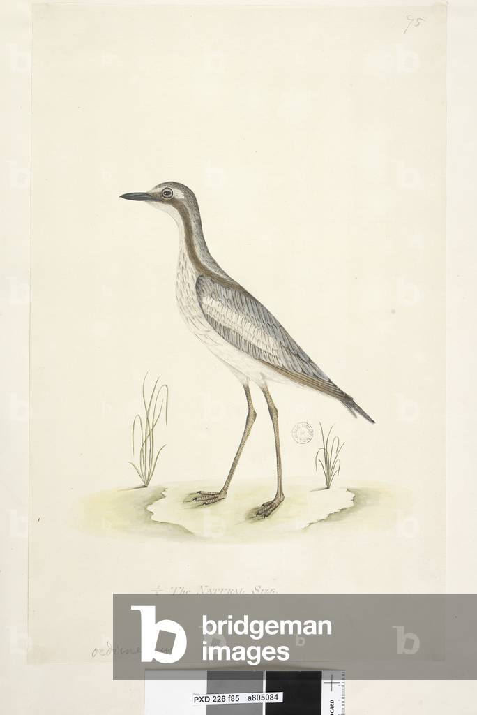 Page 85. Oedicnemus. at lower centre in different hand 1/2 the natural size Southern Stone, Curlew Burhinus magnirostris, 1791-92 (w/c)
