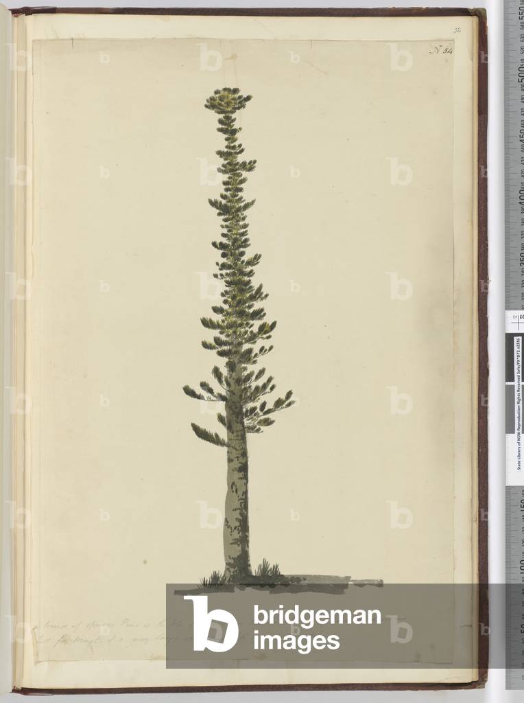 F.54 Kind of spruce pine in the Isle of Pines on the south end of New Caledonia and tall for masts of a very large sort. Seen Sept. 1774..., 1772-75 (w/c)