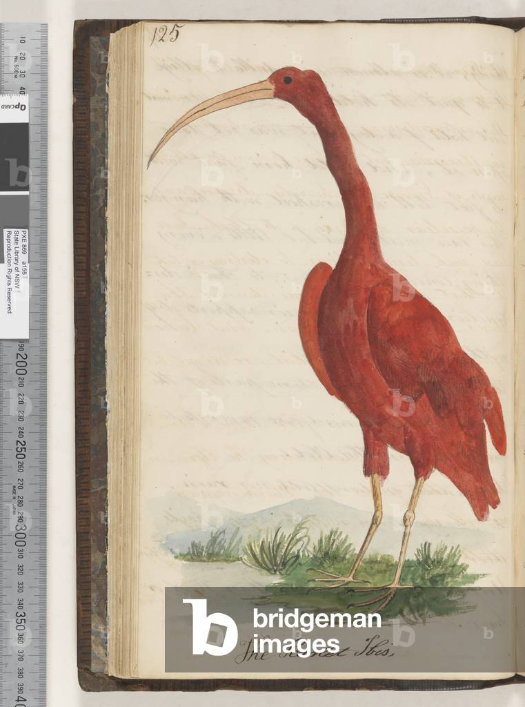 Page 125. The Scarlet Ibis, 1810-17 (w/c & manuscript text)