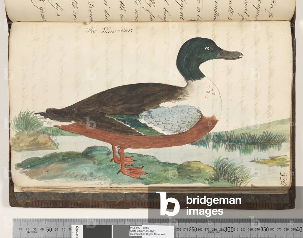 Page 330. The Shoveler, 1810-17 (w/c & manuscript text)
