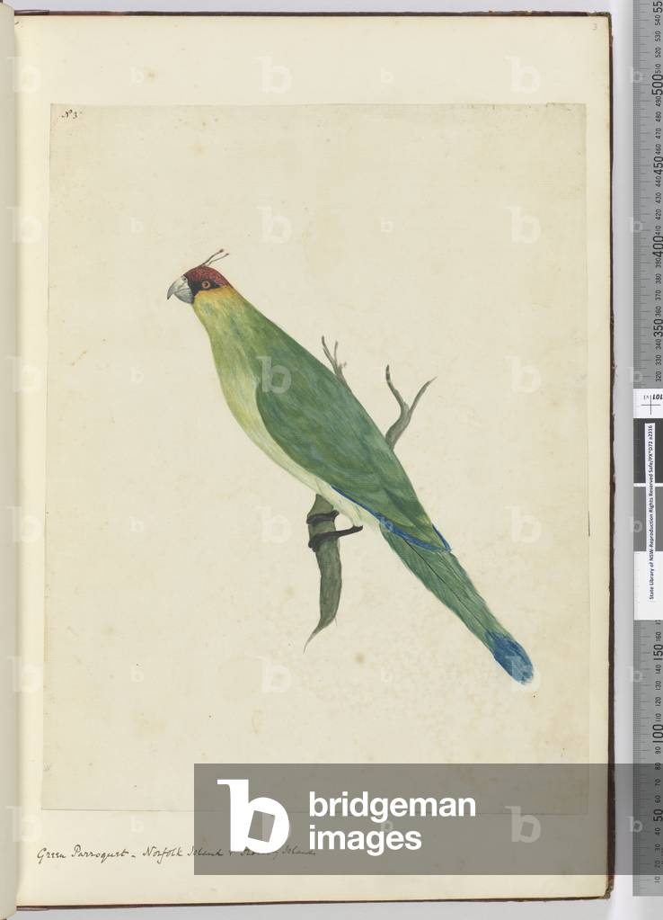 F.3 Green parroquet. Norfolk Island & Friendly Islands, 1772-75 (w/c)