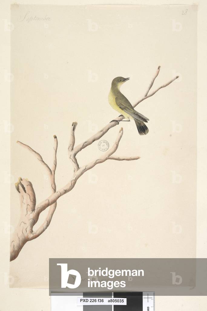 Page 36. September. Natural size Yellow Thornbill Acanthiza nana, 1791-92 (w/c)