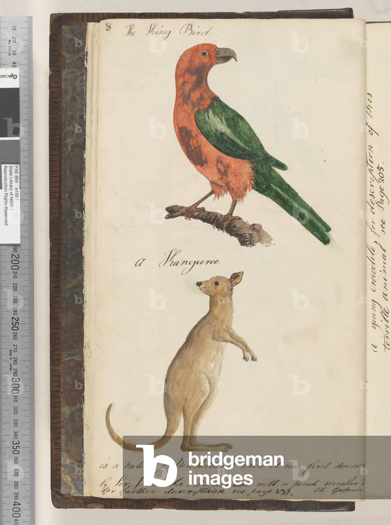 Page 8. The King Bird King Parrot?; a Kanguroo, 1810-17 (w/c & manuscript text)