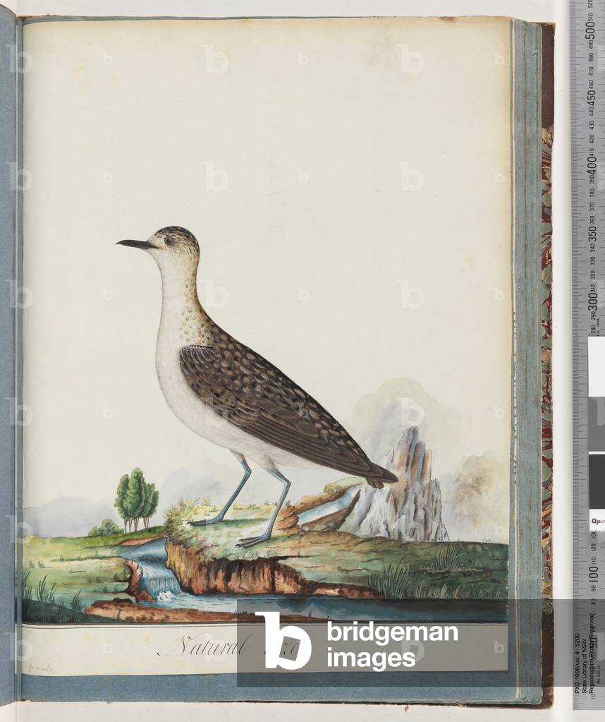 Page 83. Female Golden Plover (w/c on paper)