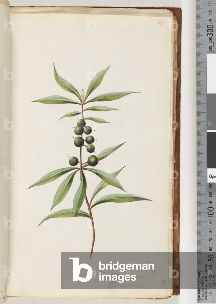 Page 41. Schraderia ? / Persoonia (w/c)