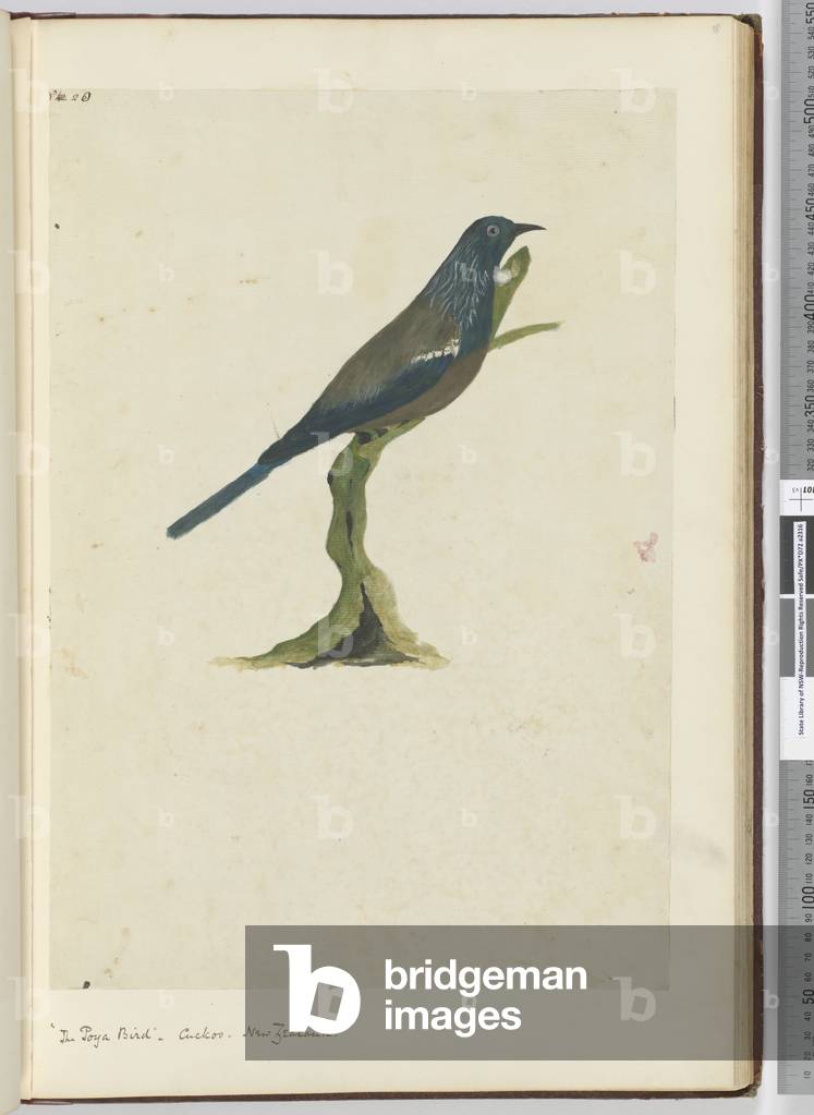 F.20 'The poya bird', cuckoo. New Zealand, 1772-75 (w/c)