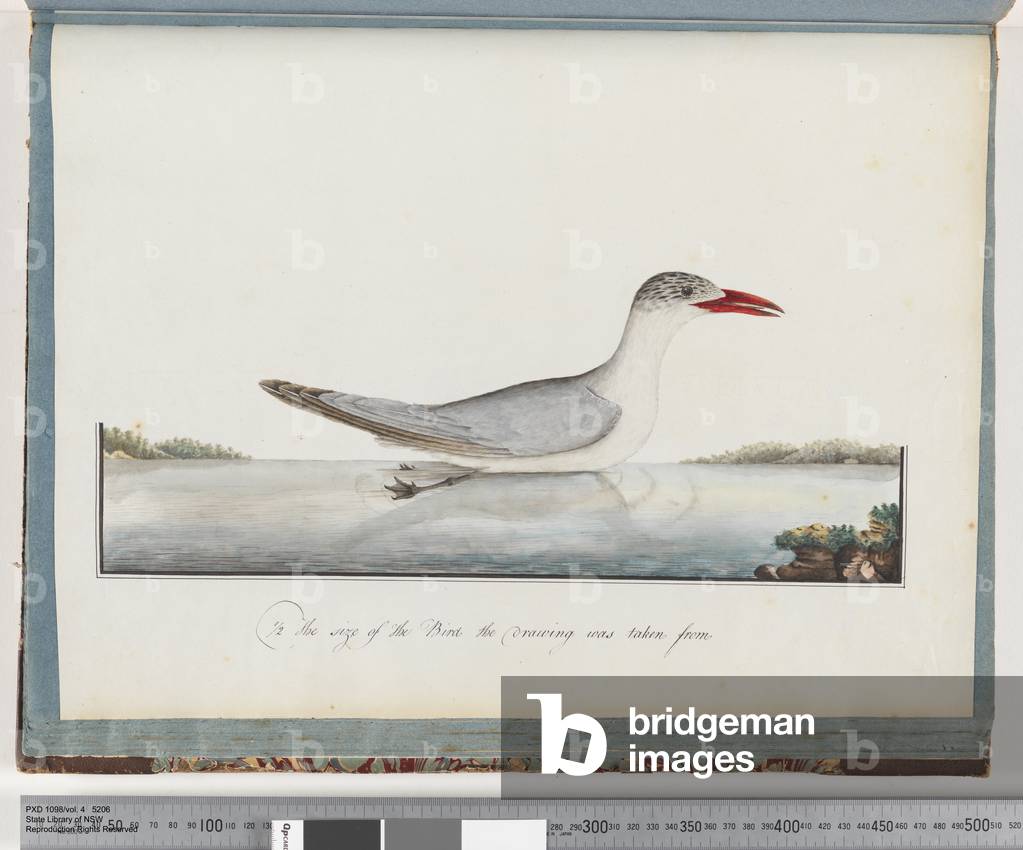 Page 90. Caspian Tern (Watling 340/272) (w/c on paper)