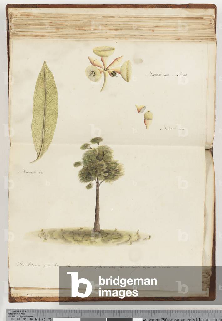 Page 148. The Brown Gum Tree (w/c)