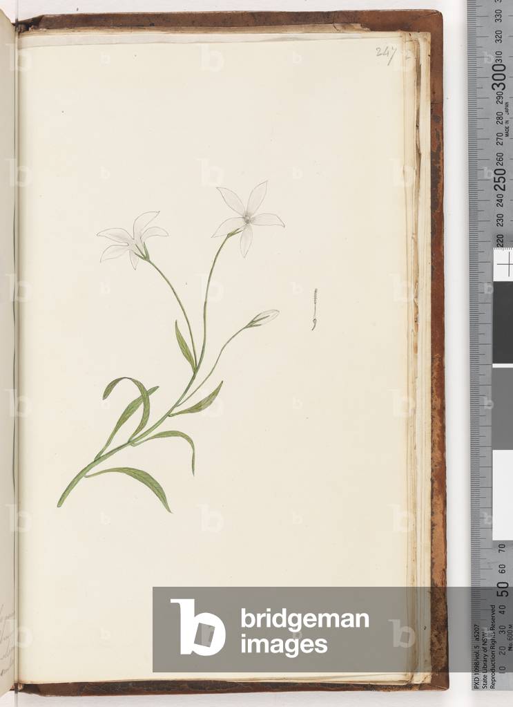 Page 247. Unidentified plant (w/c)