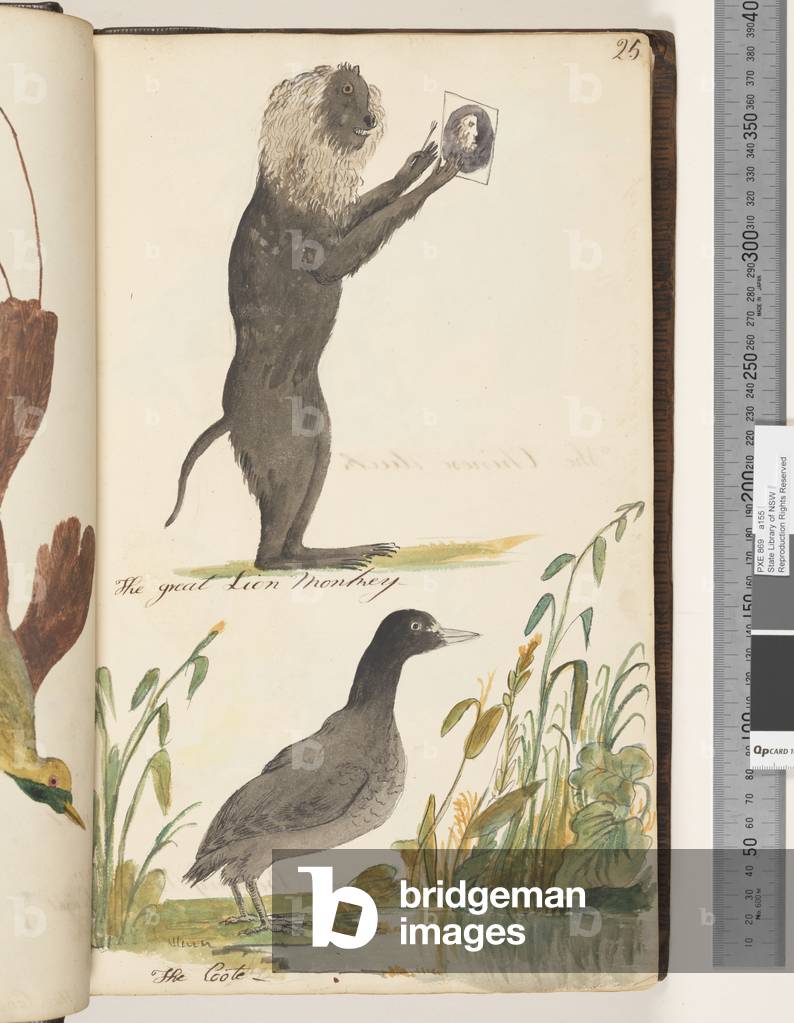 Page 25. The Great Lion Monkey; the Coote, 1810-17 (w/c & manuscript text)