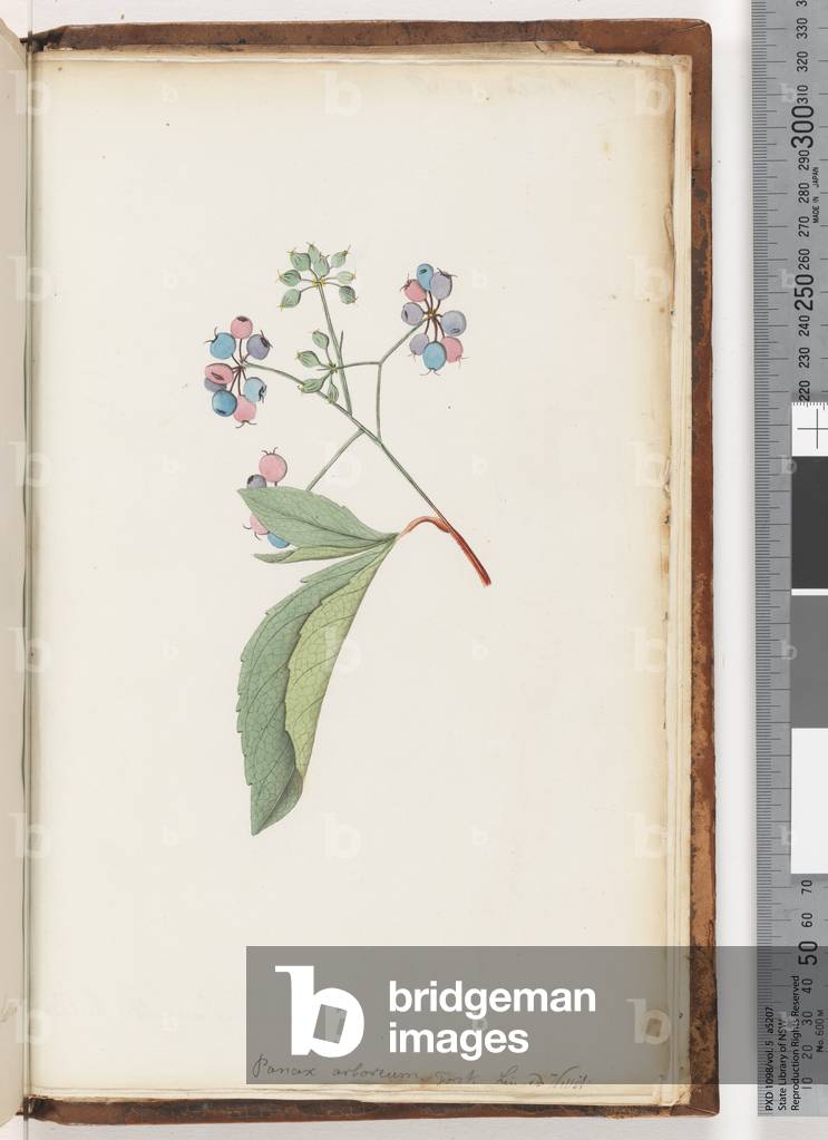 Page 256a. Unnamed plant (Watling 454/389) (w/c)