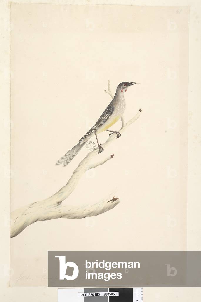 Page 60. June. Reduced by scale to half the natural size Red Wattle, Bird Anthochaera carunculata, 1791-92 (w/c)