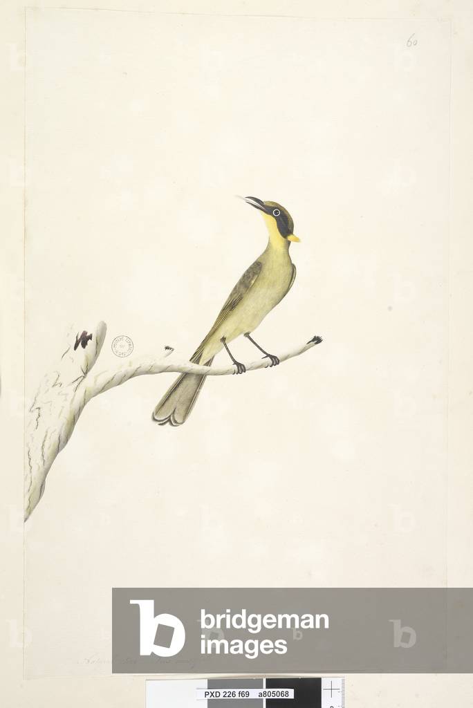 Page 69. Natural size. Iris doubtfull Yellow, Tufted Honeyeater Lichenostomus melanops, 1791-92 (w/c)