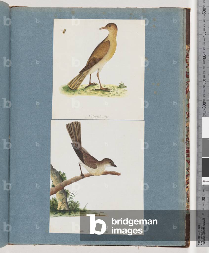 Page 131. Unidentified Bird. 132. Unidentified Bird (w/c on paper)