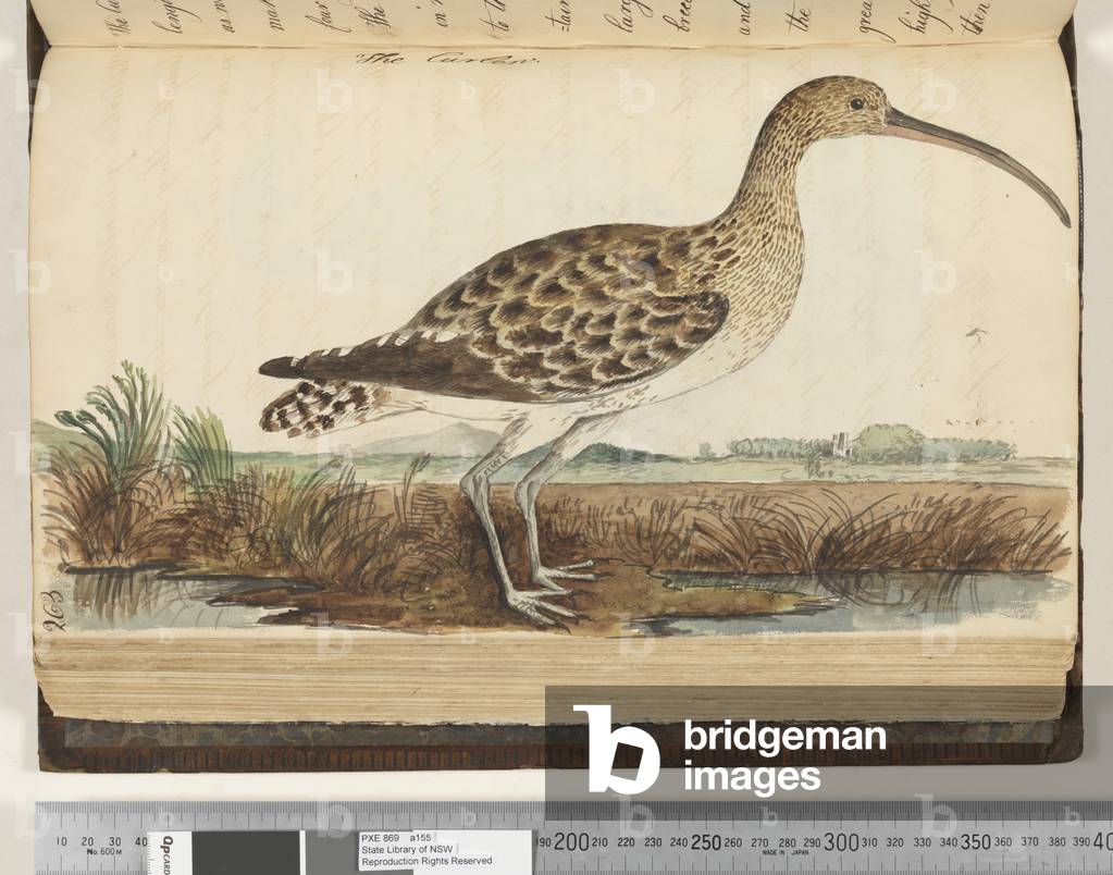Page 263. The Curlew, 1810-17 (w/c & manuscript text)
