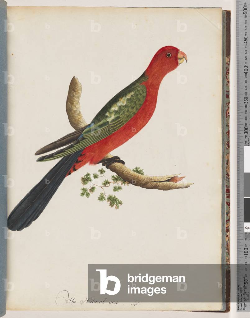 Page 44. King Parrot (w/c on paper)