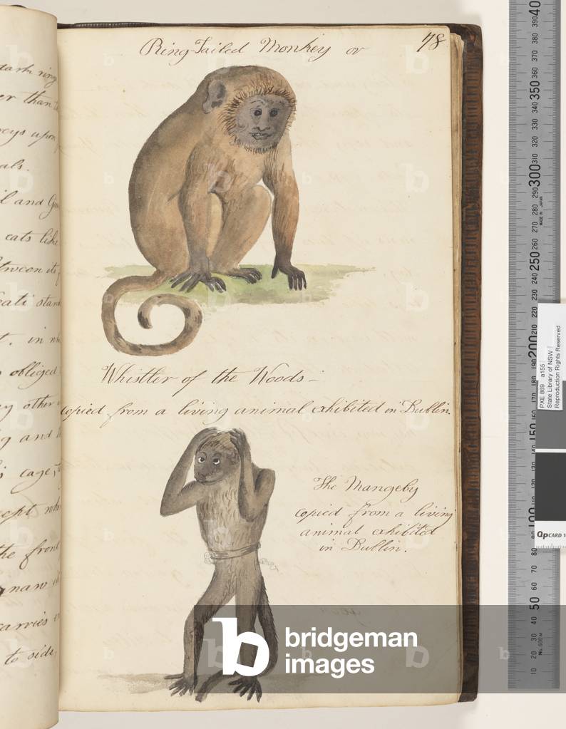 Page 78. Ring-tailed Monkey or Whistler of the Woods; the Mangeby, 1810-17 (w/c & manuscript text)